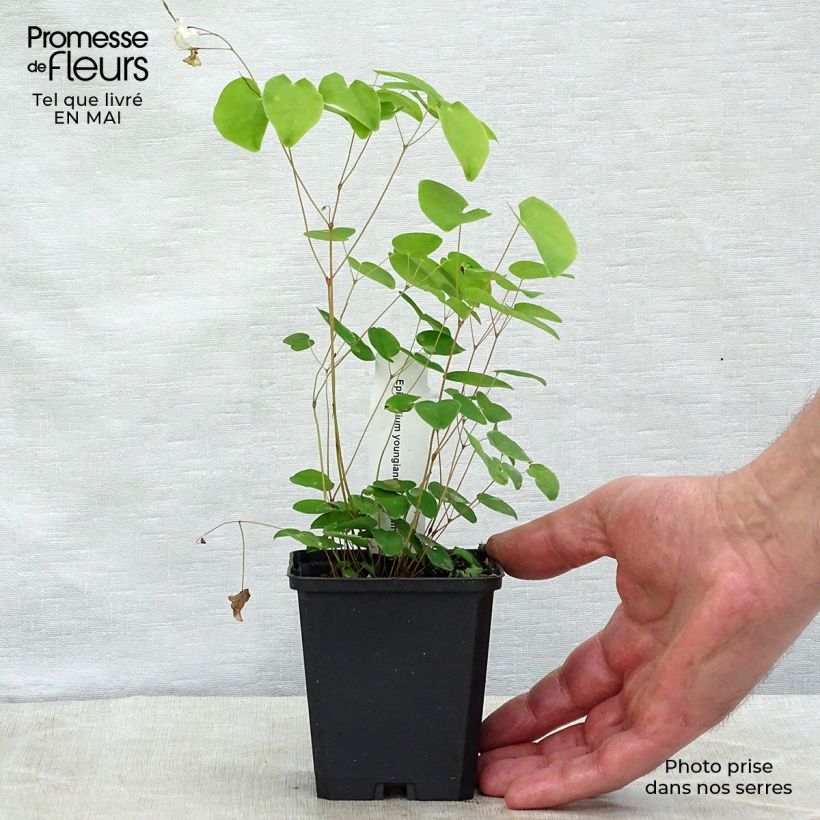 Epimedium youngianum Niveum - Fleur des elfes Godet de 9cm esemplare consegnato in primavera