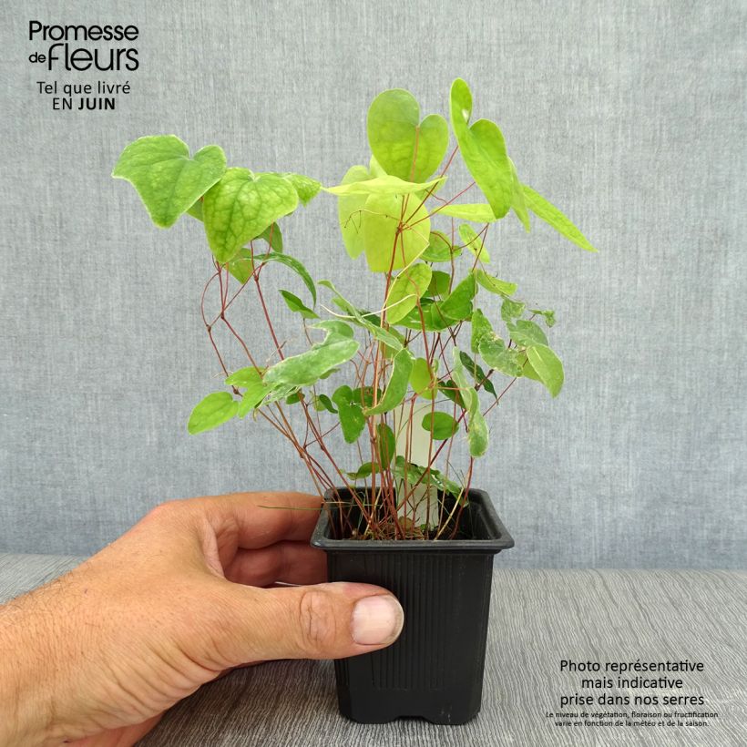Esemplare di Epimedium youngianum Roseum Vasetto da 8/9 cm consegnato in estate