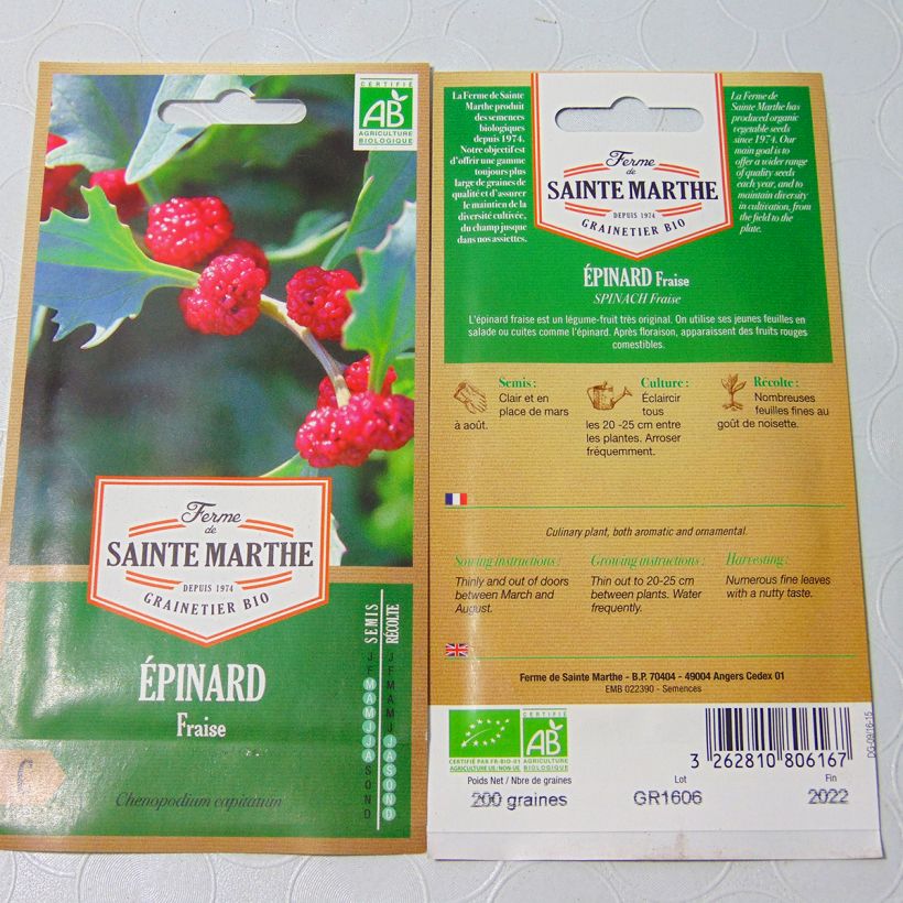 Esempio di esemplare Chenopodium capitatum - Spinacio fragola sacchetto di semi 180 (0.15g) come consegnato