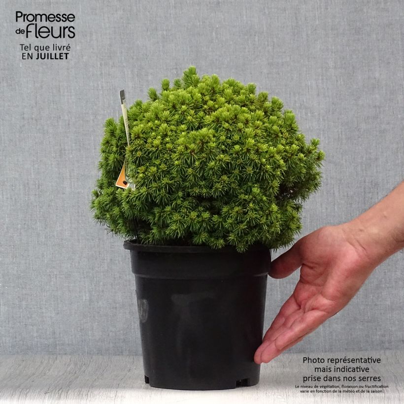Esemplare di Picea glauca Alberta Globe Vaso da 2L/3L consegnato in estate