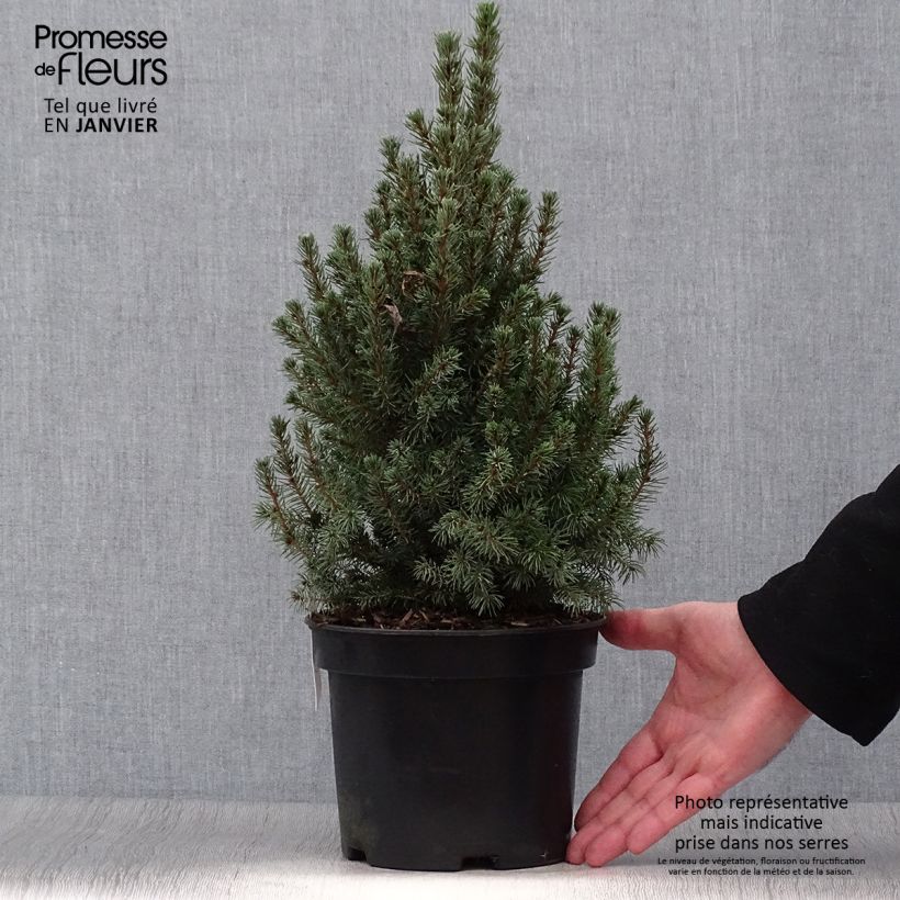 Picea glauca Conica Blue Vaso da 3L/4L esemplare consegnato in inverno