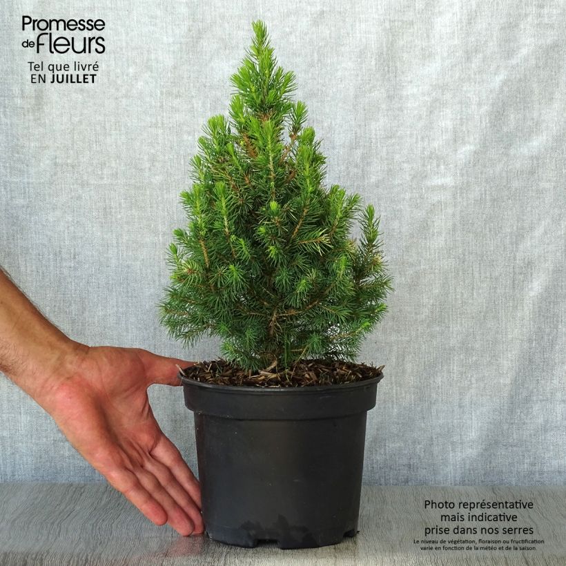 Esemplare di Picea glauca Daisy's White Vaso da 2L/3L consegnato in estate