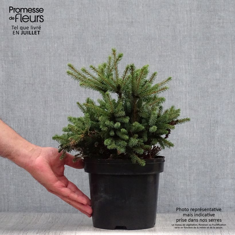 Esemplare di Picea glauca Echiniformis Vaso da 2L/3L consegnato in estate