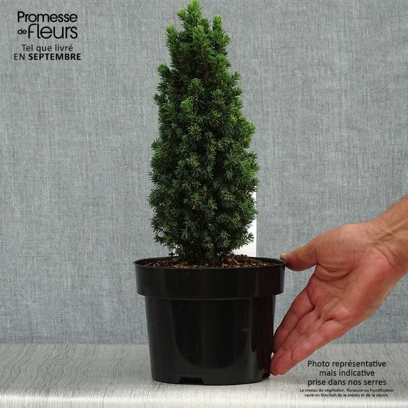 Esemplare di Picea glauca Piccolo Vaso da 2L/3L come consegnato in autunno