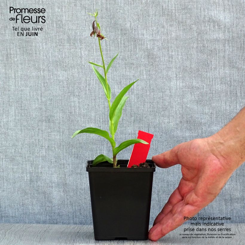 Esemplare di Epipactis palustris - Elleborine palustre Vaso da 1L/1,5L consegnato in estate