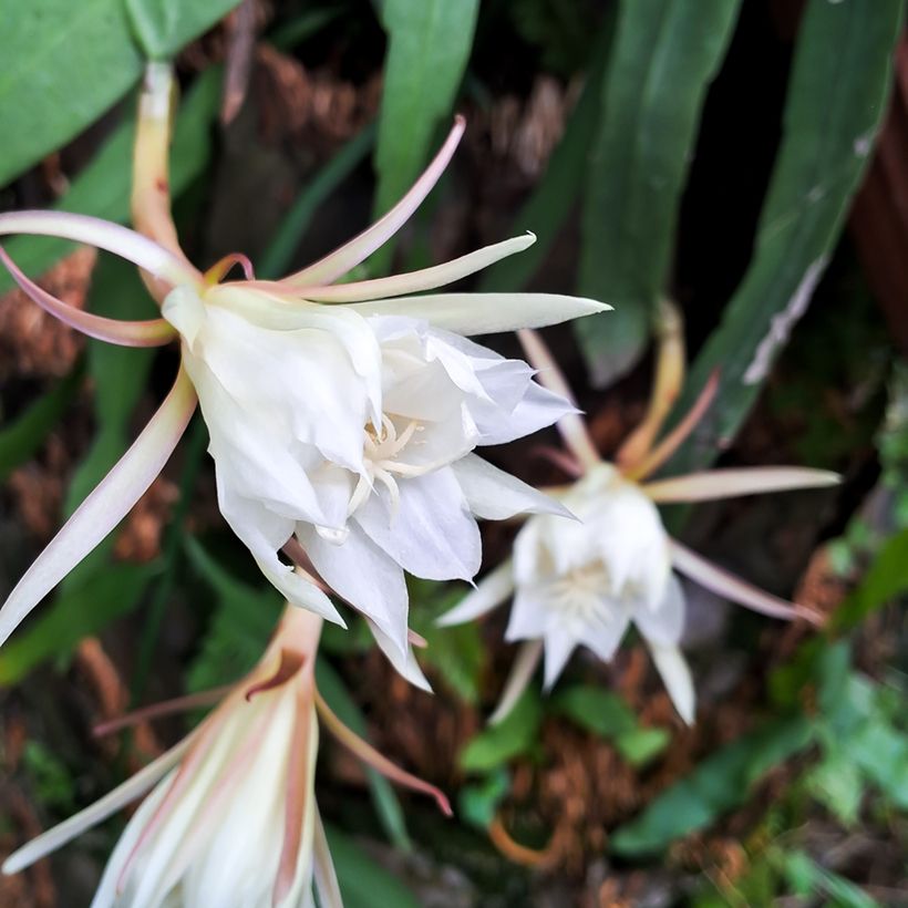 Epiphyllum anguliger - Cactus a lisca di pesce (Fioritura)