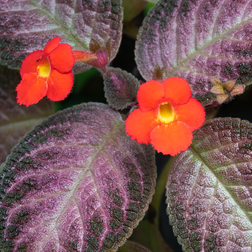 Episcia Malayan Gem (Fioritura)