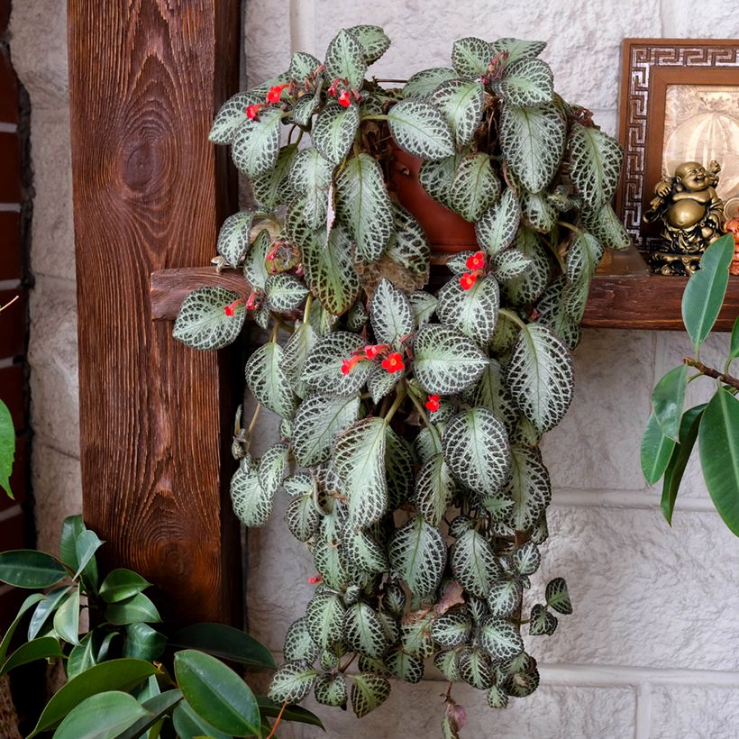 Episcia Silver Shield (Porto)