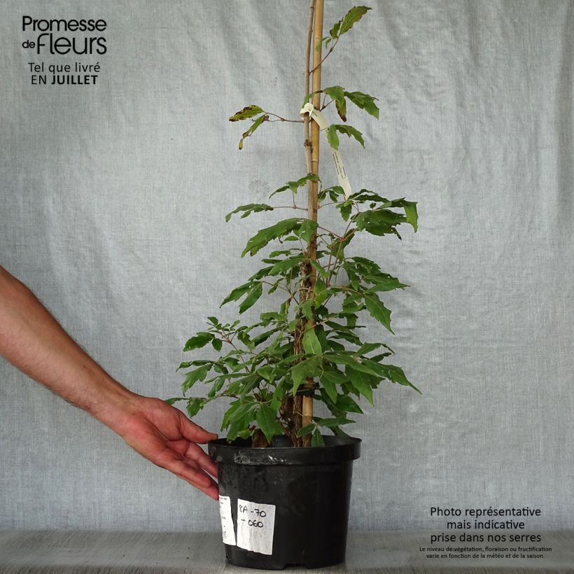Esemplare di Acer triflorum - Acero a tre fioriture Vaso da 4L/5L consegnato in estate
