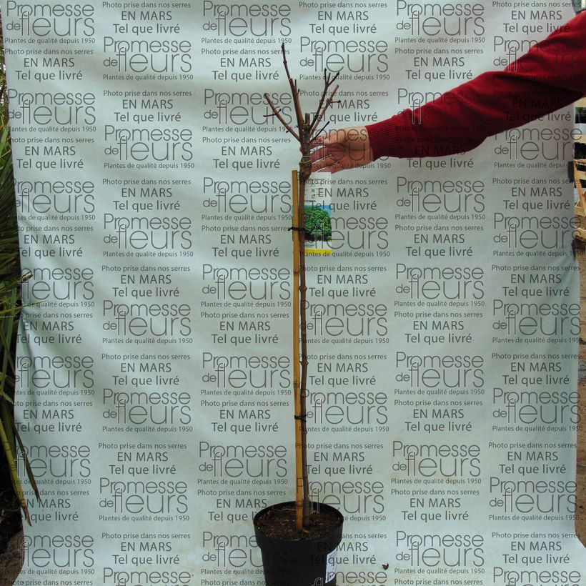Esempio di esemplare Acer platanoides Globosum - Acero riccio Vaso da 3L/4L come consegnato