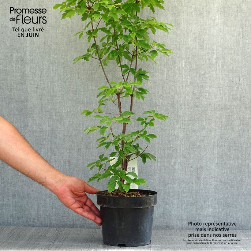 Esemplare di Acer griseum - Acero grigio Vaso da 3L/4L consegnato in estate