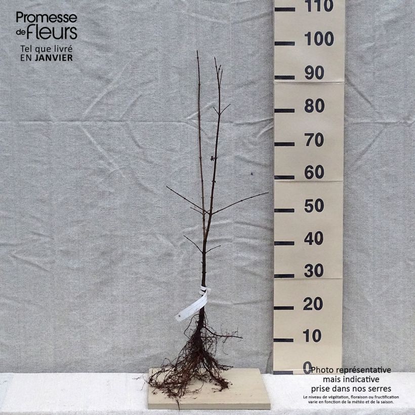 Acer campestre Piante piccole a radice nuda esemplare consegnato in inverno
