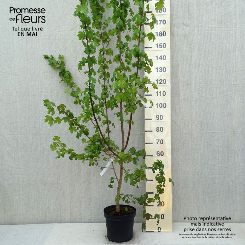 Acer campestre Vaso da 7,5L/10L esemplare consegnato in primavera