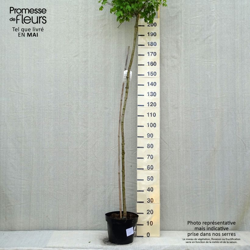 Acer campestre Nanum Vaso da 20L/25L esemplare consegnato in primavera