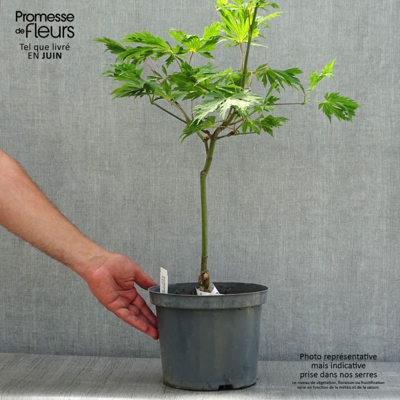 Esemplare di Acer japonicum Aconitifolium - Acero giapponese Vaso da 4L/5L consegnato in estate
