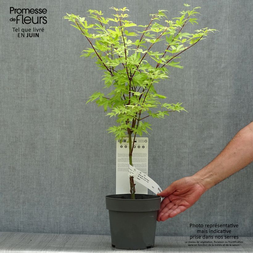 Esemplare di Acer palmatum Anne Irene - Acero giapponese Vaso da 2L/3L consegnato in estate
