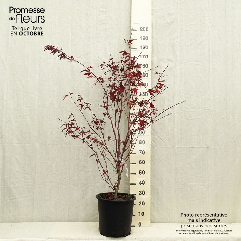 Esemplare di Acer palmatum Atropurpureum - Acero rosso giapponese Vaso da 20L/25L come consegnato in autunno
