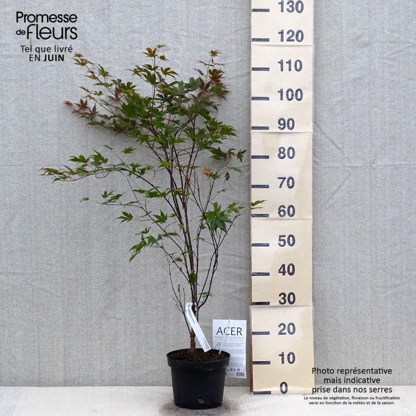 Esemplare di Acer palmatum Atropurpureum - Acero rosso giapponese Vaso da 2L/3L consegnato in estate