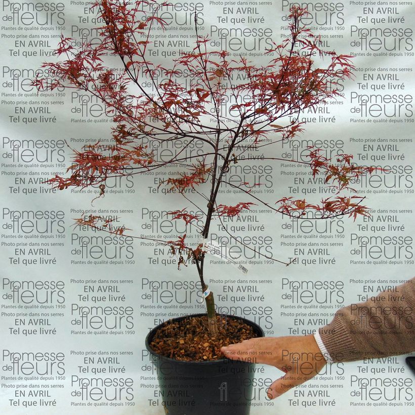 Esempio di esemplare Acer palmatum Beni Komachi - Acero giapponese Vaso da 4L/5L come consegnato