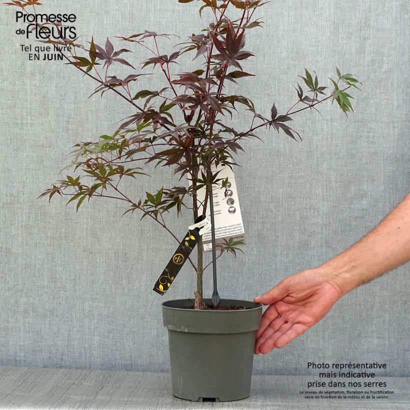 Esemplare di Acer palmatum Bloodgood - Acero giapponese Vaso da 3L/4L consegnato in estate