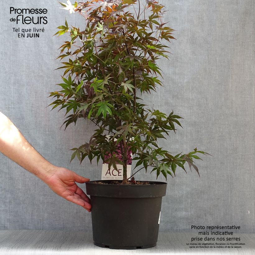 Esemplare di Acer palmatum Bloodgood - Acero giapponese Vaso da 7,5L/10L consegnato in estate