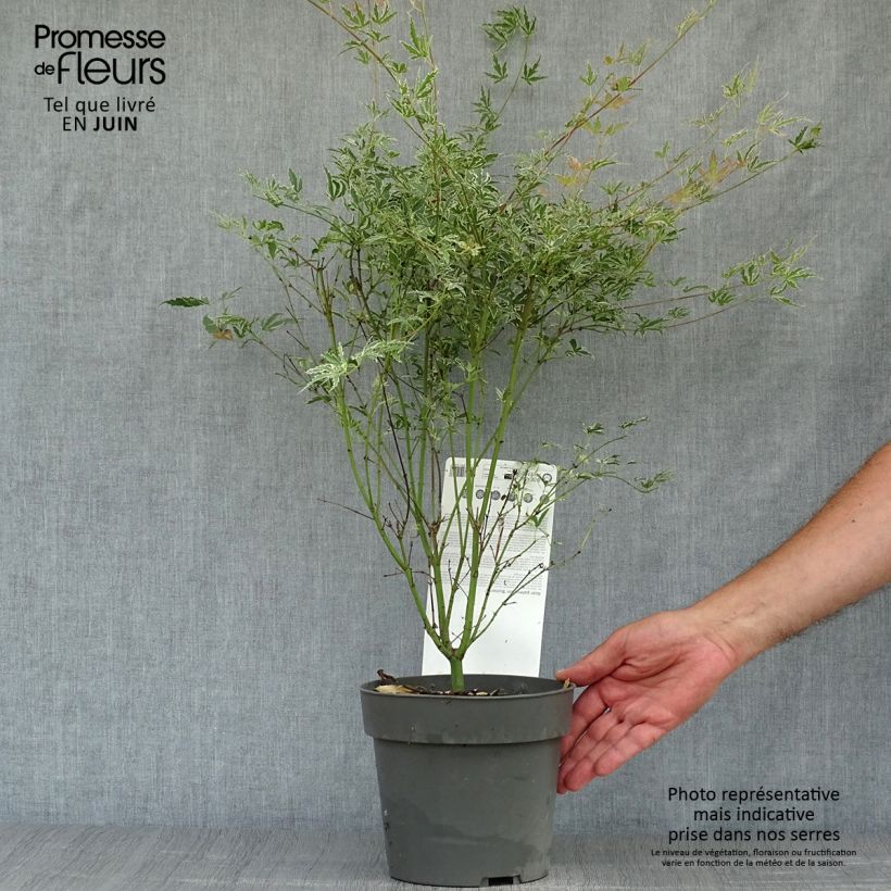 Esemplare di Acer palmatum Butterfly - Acero giapponese Vaso da 2L/3L consegnato in estate