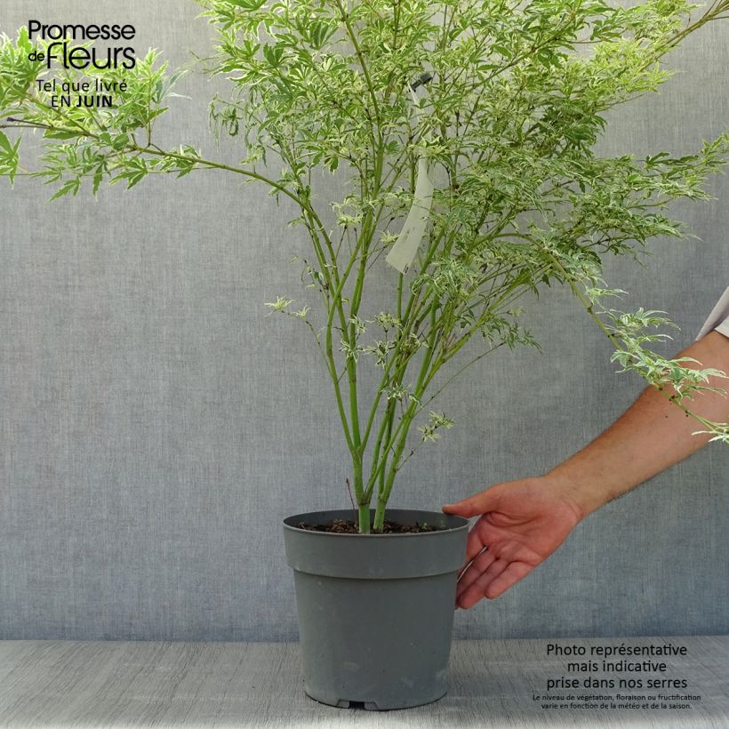 Esemplare di Acer palmatum Butterfly - Acero giapponese Vaso da 4L/5L consegnato in estate