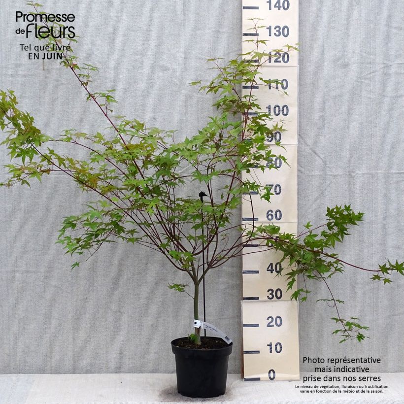 Esemplare di Acer palmatum Deshojo - Acero giapponese Vaso da 4L/5L consegnato in estate