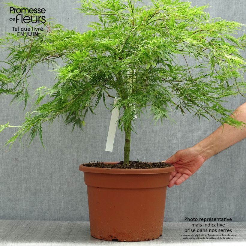 Esemplare di Acer palmatum Dissectum - Acero giapponese Vaso da 7,5L/10L consegnato in estate