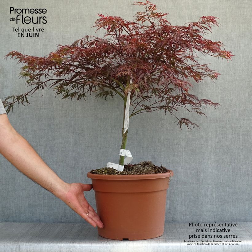 Esemplare di Acer palmatum Dissectum Garnet - Acero giapponese Ciotola da 7,5L/10L consegnato in estate