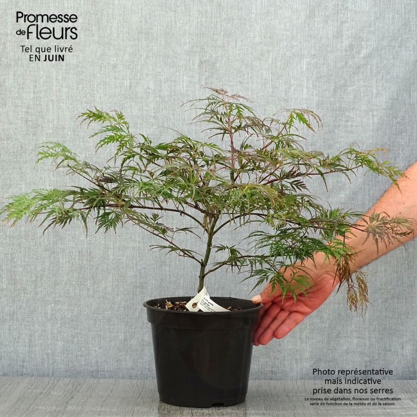 Esemplare di Acer palmatum Dissectum Garnet - Acero giapponese Vaso da 3L/4L consegnato in estate