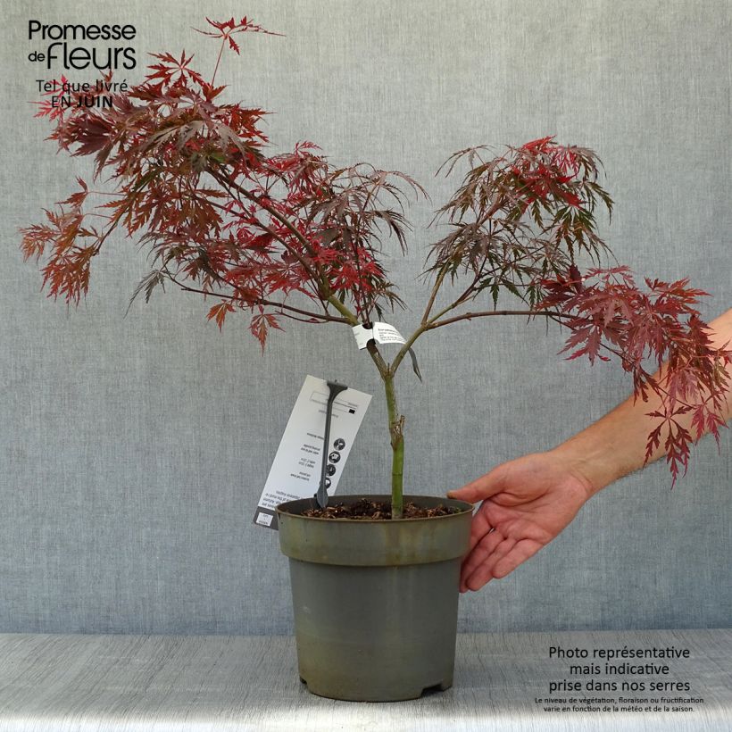 Esemplare di Acer palmatum Dissectum Tamukeyama - Acero giapponese Vaso da 4L/5L consegnato in estate