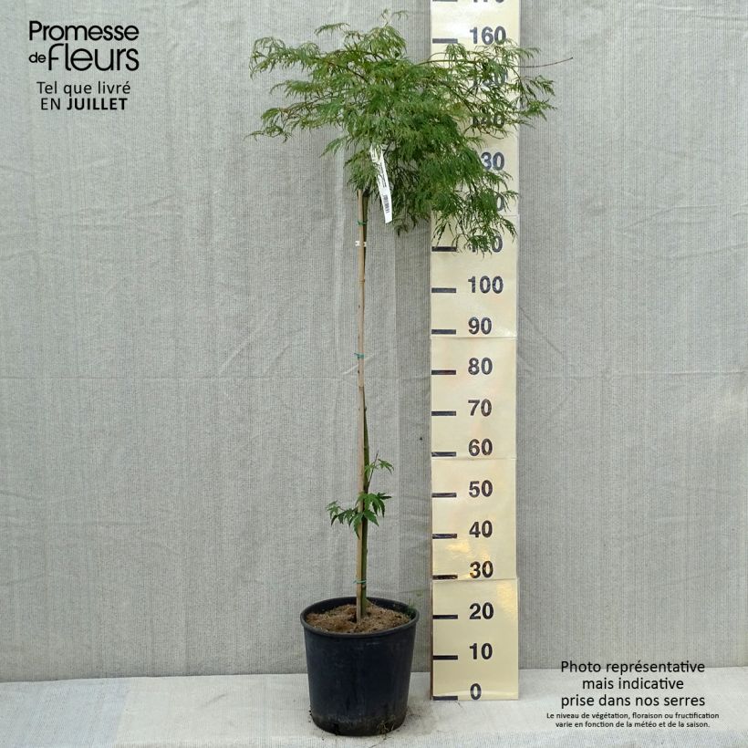 Esemplare di Acer palmatum Dissectum Viridis - Acero giapponese Vaso da 12L/15L consegnato in estate