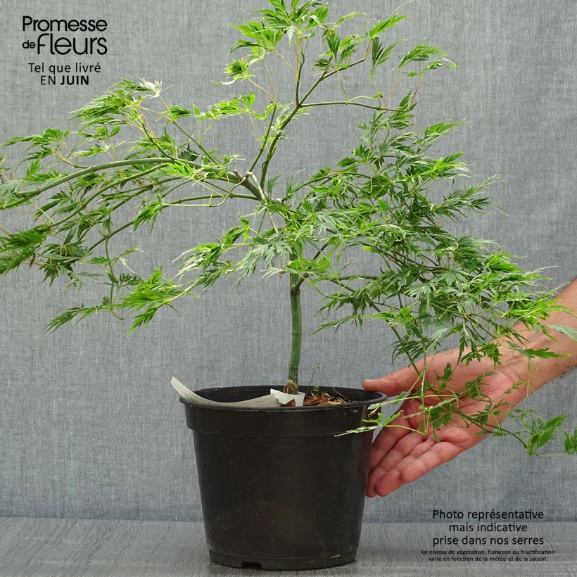 Esemplare di Acer palmatum Dissectum - Acero giapponese Vaso da 3L/4L consegnato in estate