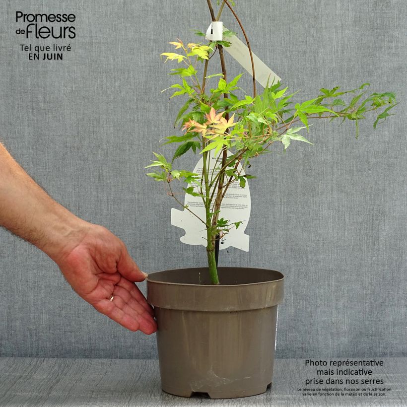 Esemplare di Acer palmatum Katsura - Acero giapponese Ciotola da 7,5L/10L consegnato in estate