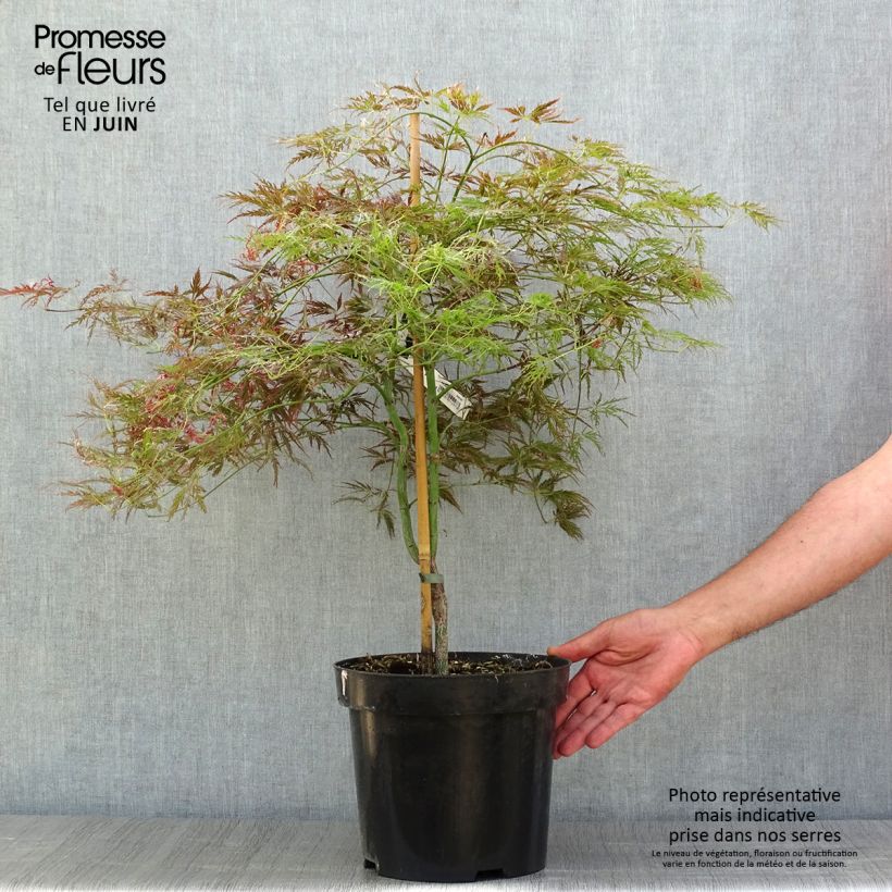 Esemplare di Acer palmatum Dissectum Ornatum - Acero giapponese Vaso da 7,5L/10L consegnato in estate