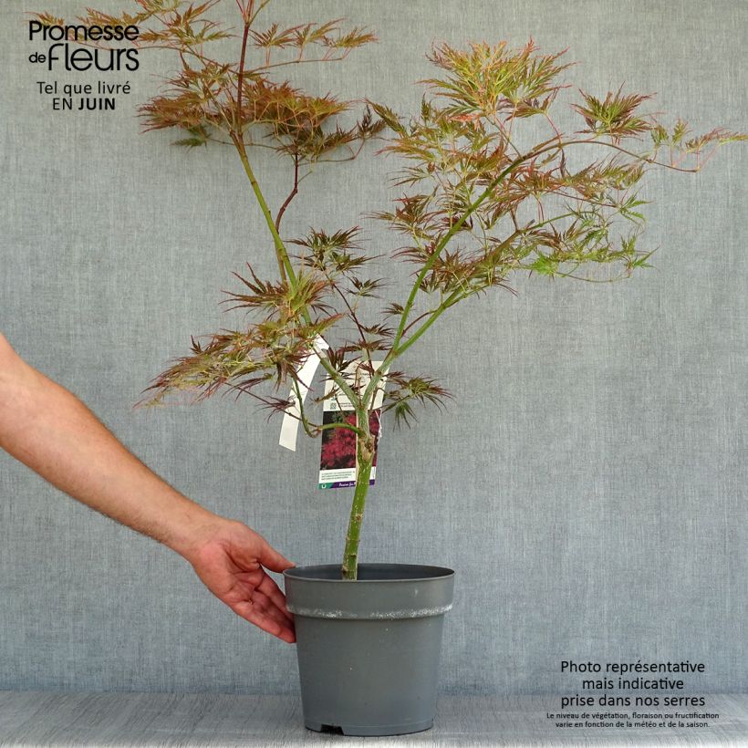 Esemplare di Acer palmatum Dissectum Ornatum - Acero giapponese Vaso da 4L/5L consegnato in estate