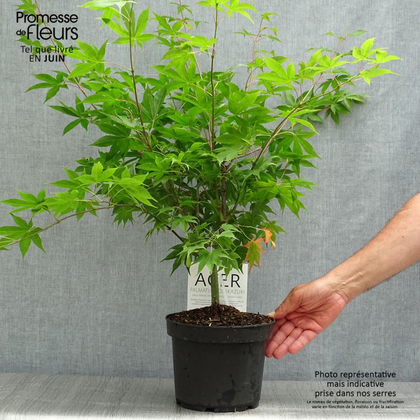Esemplare di Acer palmatum Osakazuki - Acero giapponese Vaso da 3L/4L consegnato in estate