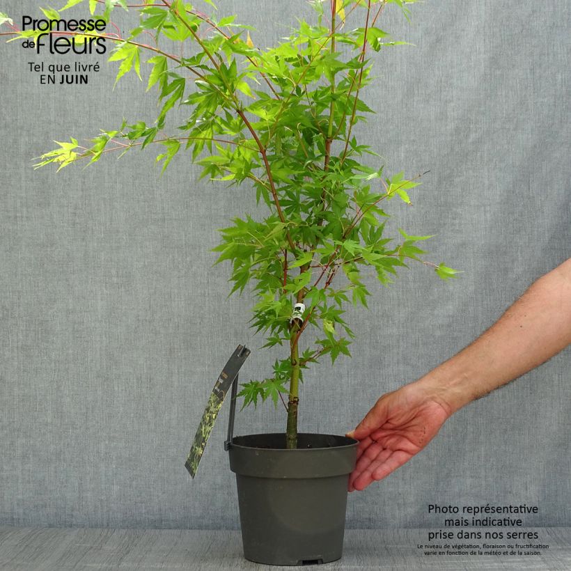 Esemplare di Acer palmatum Sangokaku - Acero giapponese Vaso da 2L/3L consegnato in estate