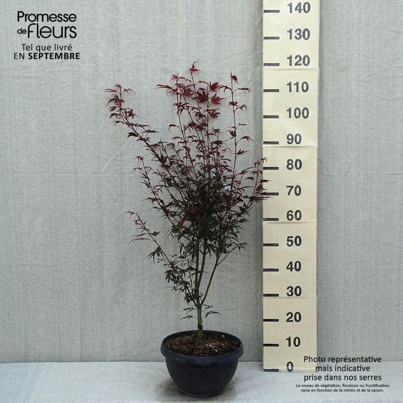Esemplare di Acer palmatum Shaina - Acero giapponese Vaso da 6L/7L consegnato in estate