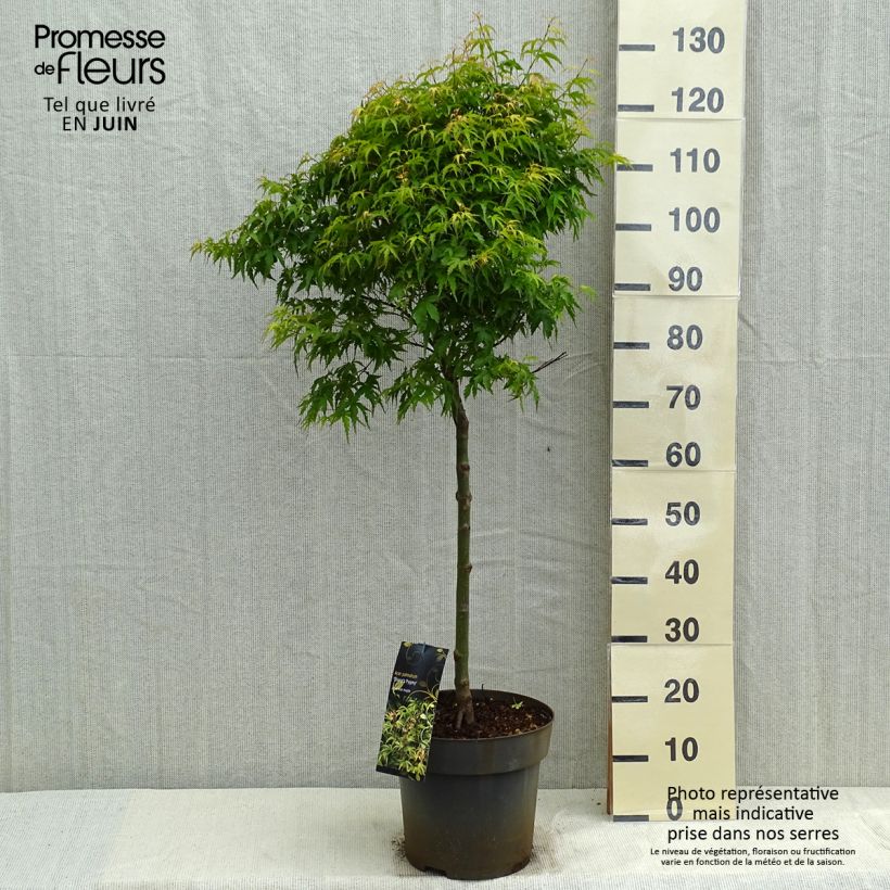 Acer palmatum Sharp's Pygmy - Acero giapponese Vaso da 7,5L/10L esemplare consegnato in primavera