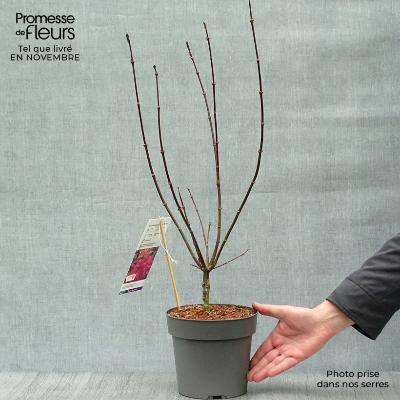 Esemplare di Acer palmatum Skeeter's Broom - Acero giapponese Vaso da 3L/4L come consegnato in autunno