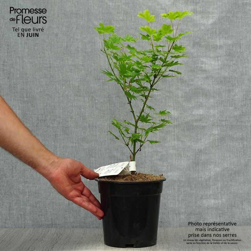 Esemplare di Acer palmatum Summer Gold - Acero giapponese Vaso da 3L/4L consegnato in estate
