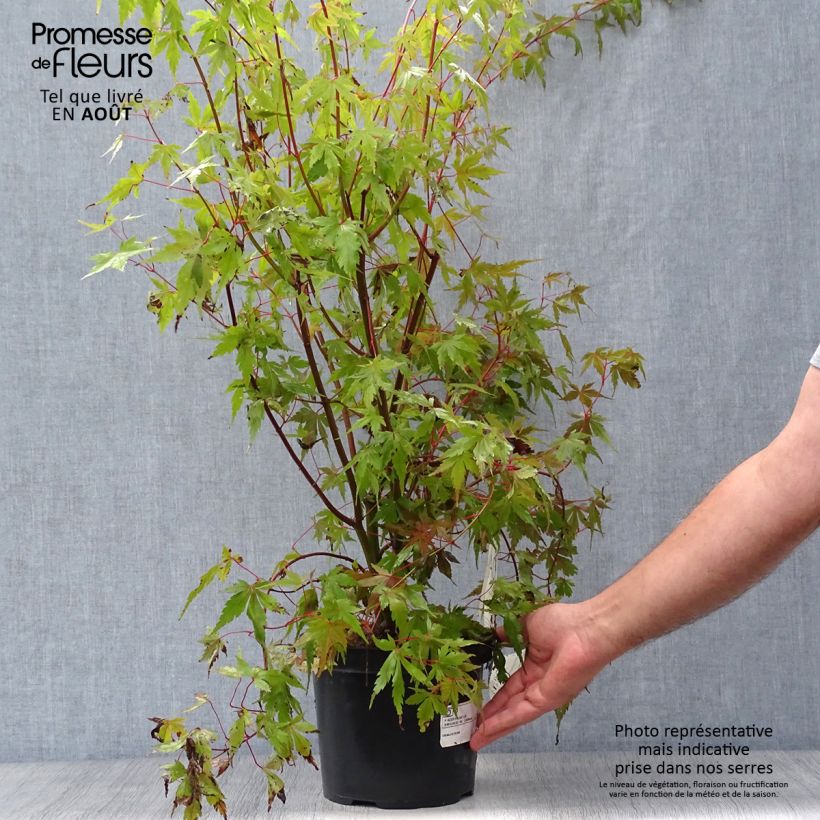 Esemplare di Acer palmatum - Acero giapponese Vaso da 3L/4L consegnato in estate