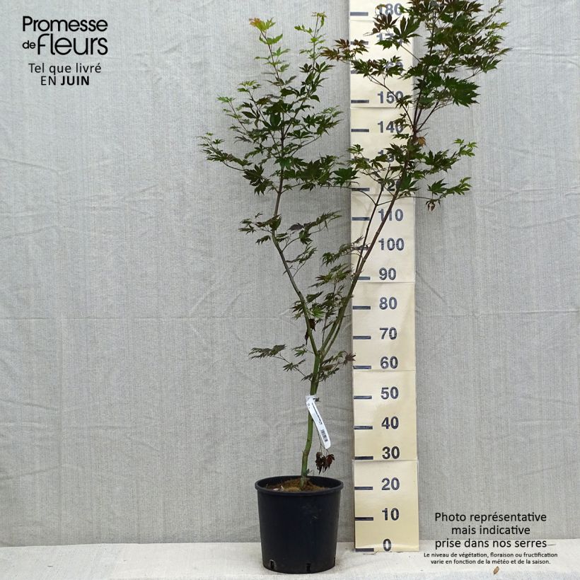 Esemplare di Acer pseudosieboldianum Ice Dragon Vaso da 12L/15L consegnato in estate