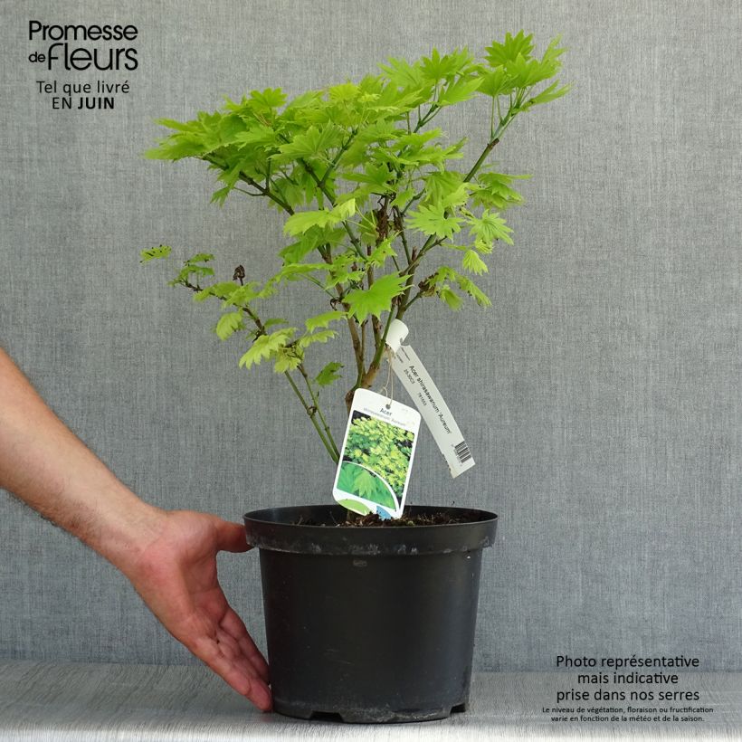 Esemplare di Acer shirasawanum Aureum - Acero giapponese Vaso da 3L/4LAltezza consegnata circa 25/30cm consegnato in estate