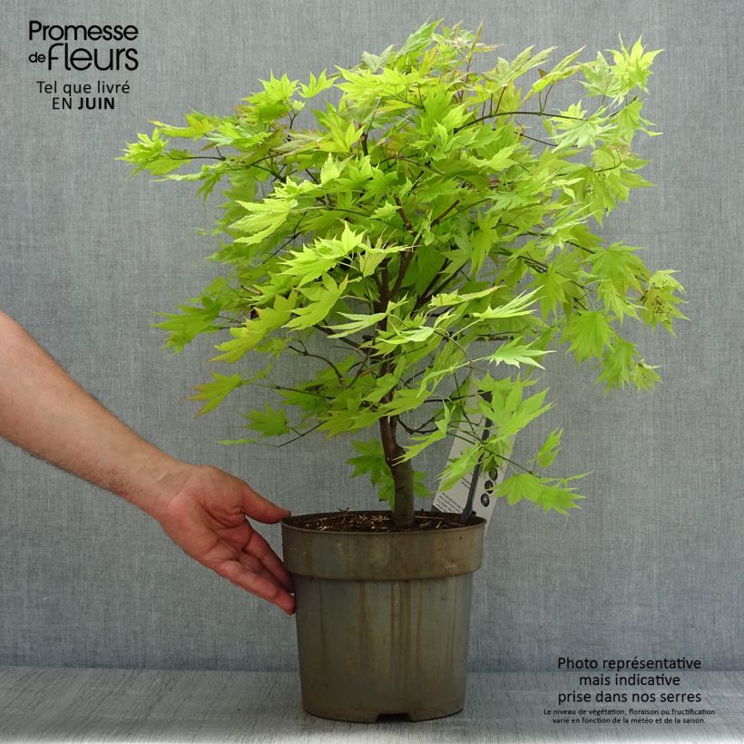 Esemplare di Acer shirasawanum Autumn moon - Acero giapponese Vaso da 6L/7L consegnato in estate