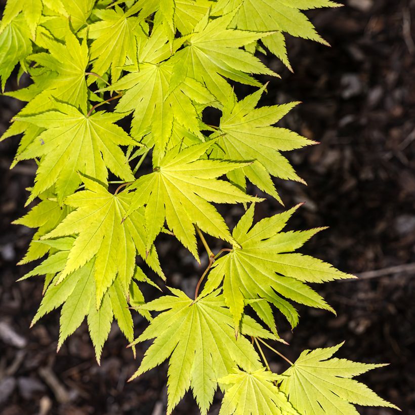 Acer shirasawanum Jordan - Acero giapponese (Fogliame)