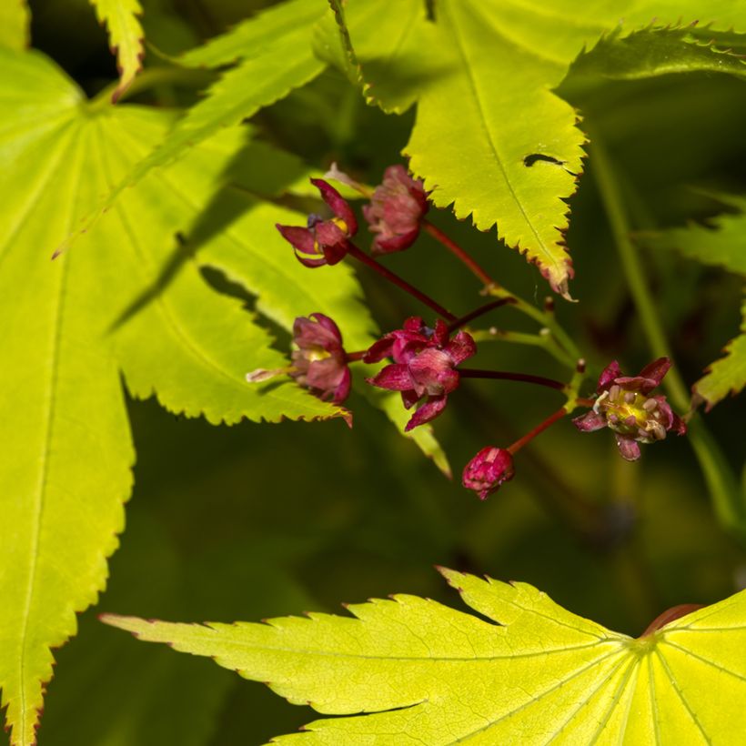 Acer shirasawanum Jordan - Acero giapponese (Fioritura)