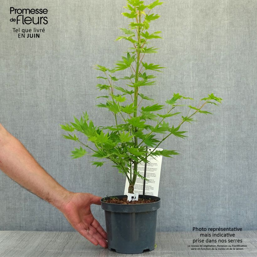 Esemplare di Acer shirasawanum Jordan - Acero giapponese Vaso da 2L/3L consegnato in estate